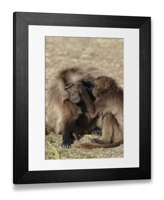 Framed Print : Gelada (Theropithecus gelada) adult male being groomed by female, Simien Mountains, Ethiopia Framed Print : Gelada (Theropithecus gelada) adult male being groomed by female, Simien Mountains, Ethiopia