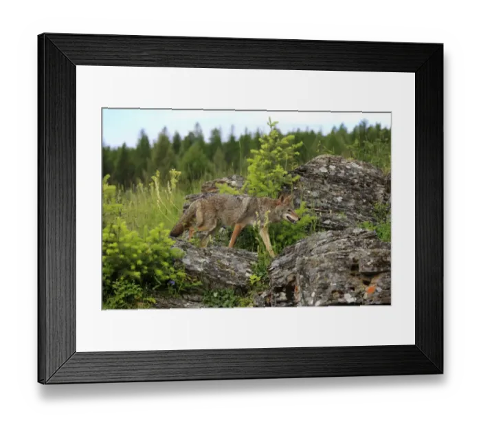 Framed Print : Coyote (Canis latrans) adult, walking on rocks, Montana, U. S. A. june (captive) Framed Print : Coyote (Canis latrans) adult, walking on rocks, Montana, U. S. A. june (captive)
