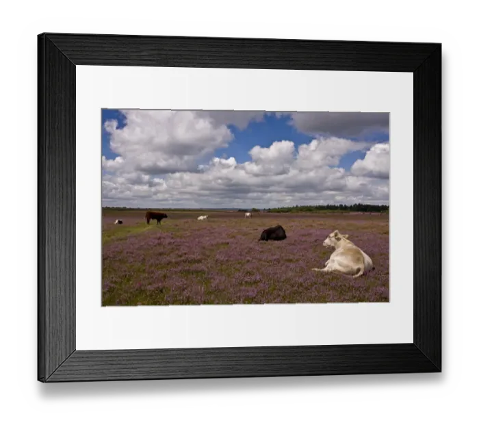 Framed Print : Domestic Cattle, herd grazing and resting on heathland habitat, near Linwood, New Forest, Hampshire, England, august