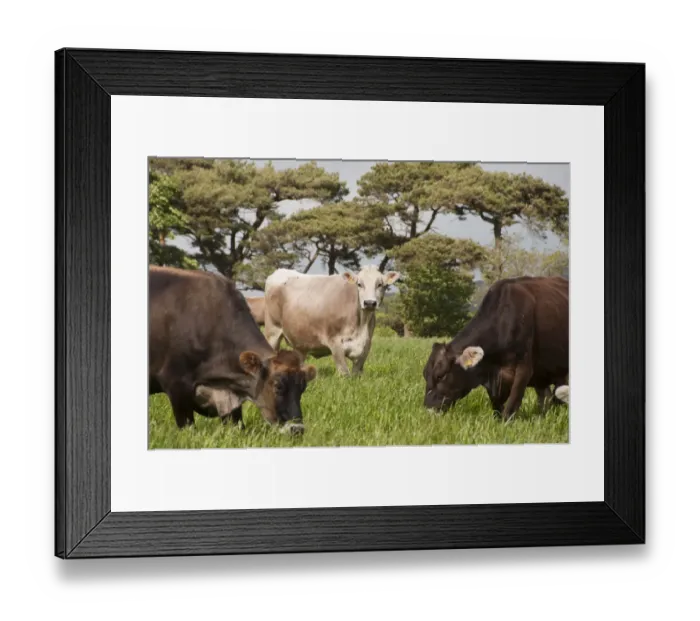 Framed Print : Domestic Cattle, Brown Swiss dairy cows, herd grazing in long grass, Whitewell, Clitheroe, Lancashire, England, may Framed Print : Domestic Cattle, Brown Swiss dairy cows, herd grazing in long grass, Whitewell, Clitheroe, Lancashire, England, may