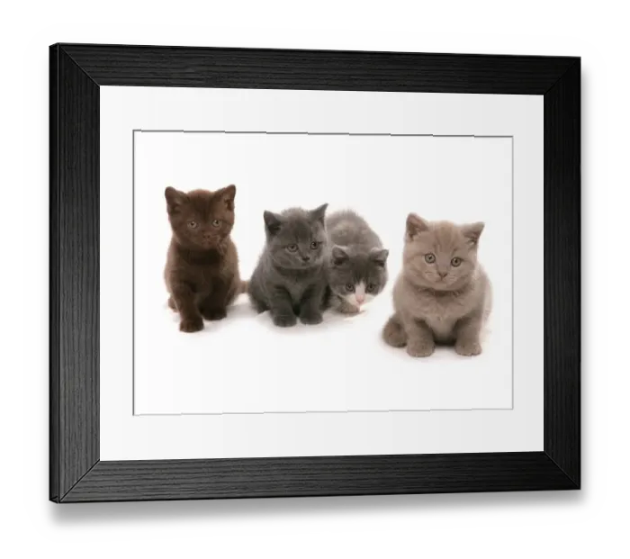 Framed Print : Domestic Cat, British Shorthair, four kittens, sitting Framed Print : Domestic Cat, British Shorthair, four kittens, sitting