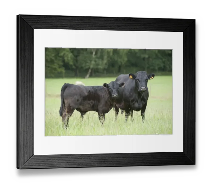 Framed Print : Domestic Cattle, Dexter cow and calf, standing in pasture, Bradford, West Yorkshire, England, july Framed Print : Domestic Cattle, Dexter cow and calf, standing in pasture, Bradford, West Yorkshire, England, july
