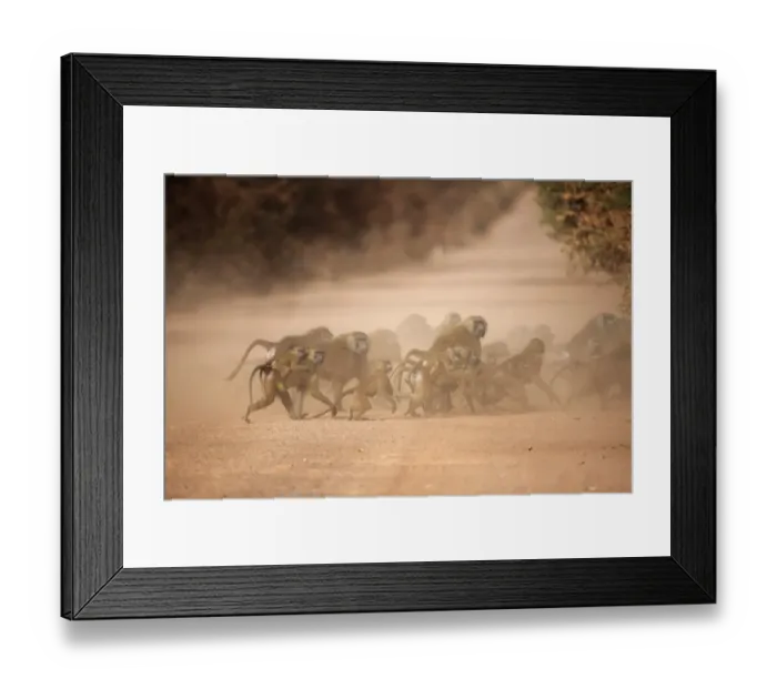 Framed Print : Guinea Baboon (Papio papio) adult males, adult females carrying babies and juveniles, group crossing dusty dirt road, Gambia Framed Print : Guinea Baboon (Papio papio) adult males, adult females carrying babies and juveniles, group crossing dusty dirt road, Gambia