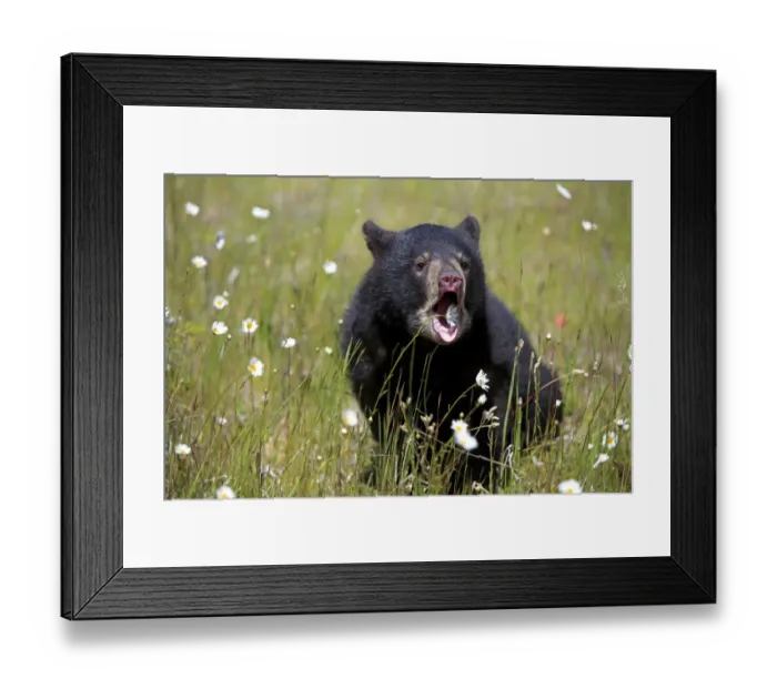 Framed Print : American Black Bear (Ursus americanus) six-month old cub, with mouth open, sitting amongst wildflowers in meadow, Montana, U. S. A. june (captive) Framed Print : American Black Bear (Ursus americanus) six-month old cub, with mouth open, sitting amongst wildflowers in meadow, Montana, U. S. A. june (captive)