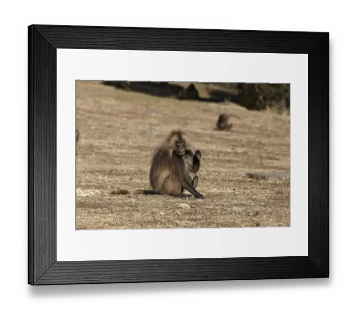 Framed Print : Gelada (Theropithecus gelada) adult male, with paw and foot raised, Simien Mountains, Ethiopia Framed Print : Gelada (Theropithecus gelada) adult male, with paw and foot raised, Simien Mountains, Ethiopia