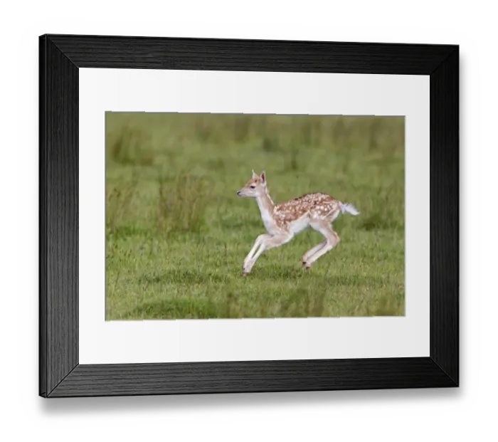 Framed Print : Fallow Deer (Dama dama) fawn, stotting, Helmingham Hall Deer Park, Suffolk, England, june
