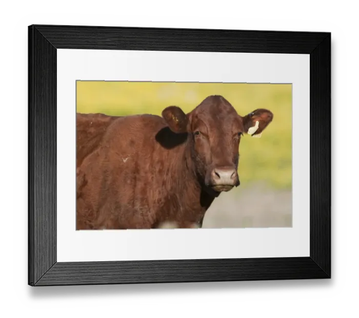 Framed Print : Domestic Cattle, crossbreed cow, close-up of head, on coastal grazing marsh, Elmley Marshes N. N. R. North Kent Marshes, Isle of Sheppey, Kent, England, june Framed Print : Domestic Cattle, crossbreed cow, close-up of head, on coastal grazing marsh, Elmley Marshes N. N. R. North Kent Marshes, Isle of Sheppey, Kent, England, june
