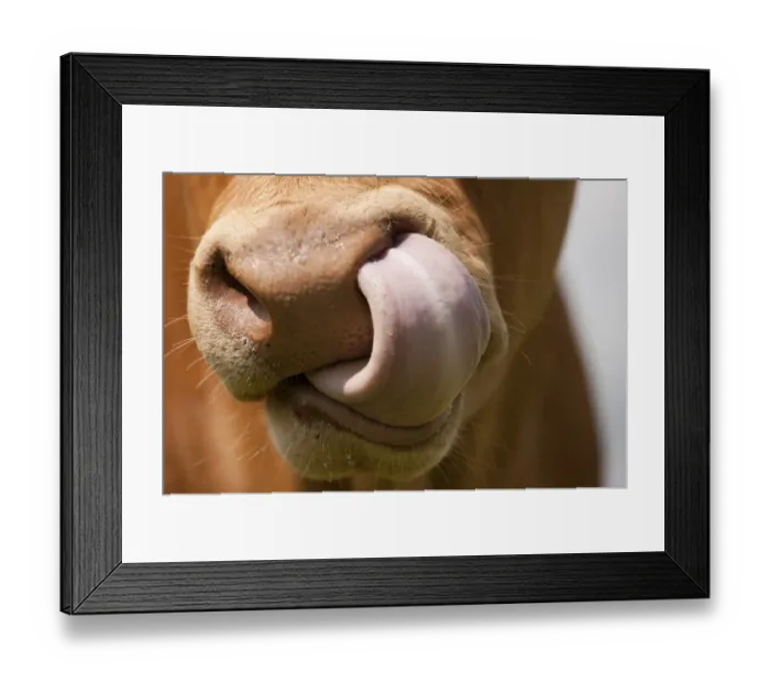 Framed Print : Domestic Cattle, Limousin cow, close-up of muzzle, licking nose, England, august Framed Print : Domestic Cattle, Limousin cow, close-up of muzzle, licking nose, England, august