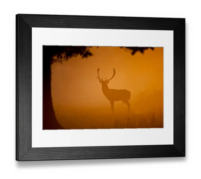 Framed Print : Fallow Deer (Dama dama) buck, standing, silhouetted at dawn, Norfolk, England, october Framed Print : Fallow Deer (Dama dama) buck, standing, silhouetted at dawn, Norfolk, England, october