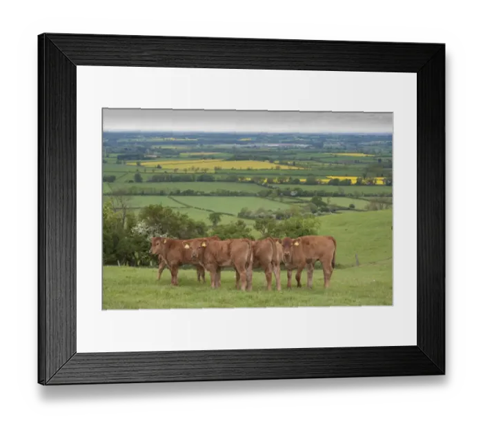 Framed Print : Domestic Cattle, Stabiliser calves, herd standing in pasture, Yorkshire, England, may Framed Print : Domestic Cattle, Stabiliser calves, herd standing in pasture, Yorkshire, England, may