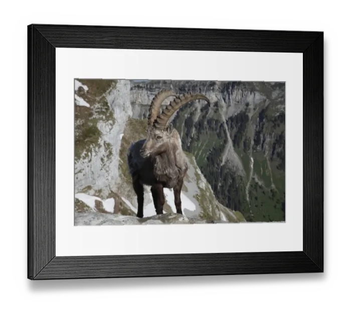 Framed Print : Alpine Ibex (Capra ibex) adult male, standing on rock in alpine habitat, Niederhorn, Swiss Alps, Bernese Oberland, Switzerland, june Framed Print : Alpine Ibex (Capra ibex) adult male, standing on rock in alpine habitat, Niederhorn, Swiss Alps, Bernese Oberland, Switzerland, june