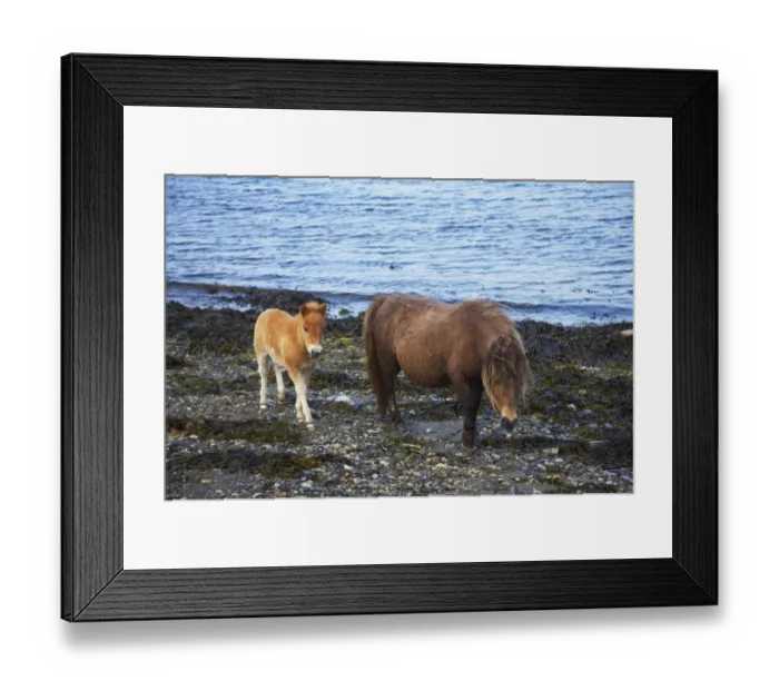 Framed Print : Shetland Pony, mare and foal, walking on beach, Unst, Shetland Islands, Scotland