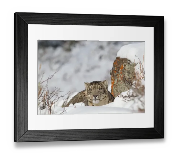 Framed Print : Snow Leopard (Panthera uncia) adult, resting amongst snow covered rocks, winter (captive) Framed Print : Snow Leopard (Panthera uncia) adult, resting amongst snow covered rocks, winter (captive)