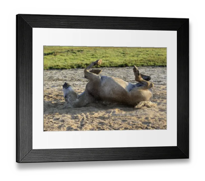 Framed Print : Camargue Horse, adult, rolling in sand, Saintes Marie de la Mer, Camargue, Bouches du Rhone, France