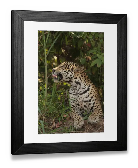 Framed Print : Jaguar (Panthera onca) adult male, feeding on leaf, Porto Jofre, Mato Grosso, Brazil, september