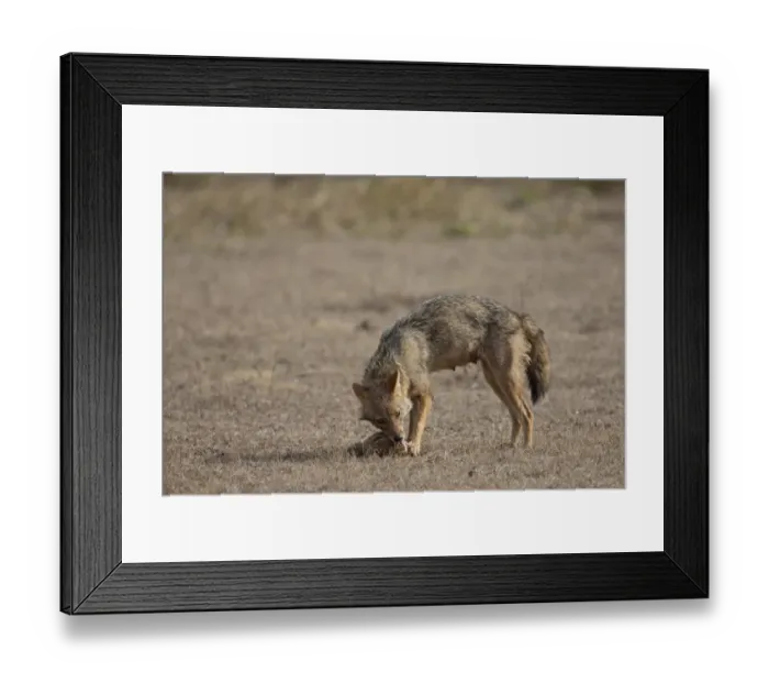 Framed Print : Golden Jackal (Canis aureus) adult, feeding on head of dead Spotted Deer (Axis axis), Kanha N. P. Madhya Pradesh, India Framed Print : Golden Jackal (Canis aureus) adult, feeding on head of dead Spotted Deer (Axis axis), Kanha N. P. Madhya Pradesh, India