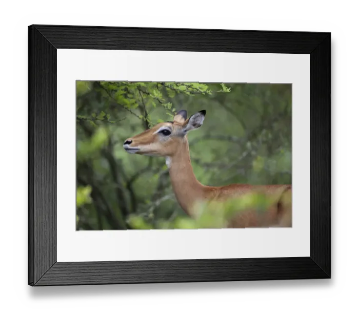 Framed Print : Impala (Aepyceros melampus) adult female, close-up of head and neck, Lake Mburo N. P. Uganda Framed Print : Impala (Aepyceros melampus) adult female, close-up of head and neck, Lake Mburo N. P. Uganda