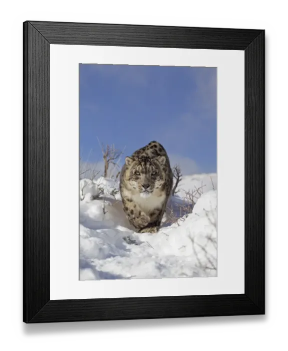 Framed Print : Snow Leopard (Panthera uncia) adult, walking in snow, winter (captive)