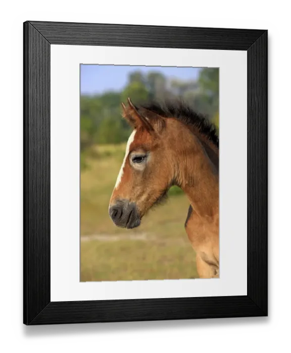 Framed Print : Camargue Horse, foal, close-up of head, Saintes Marie de la Mer, Camargue, Bouches du Rhone, France