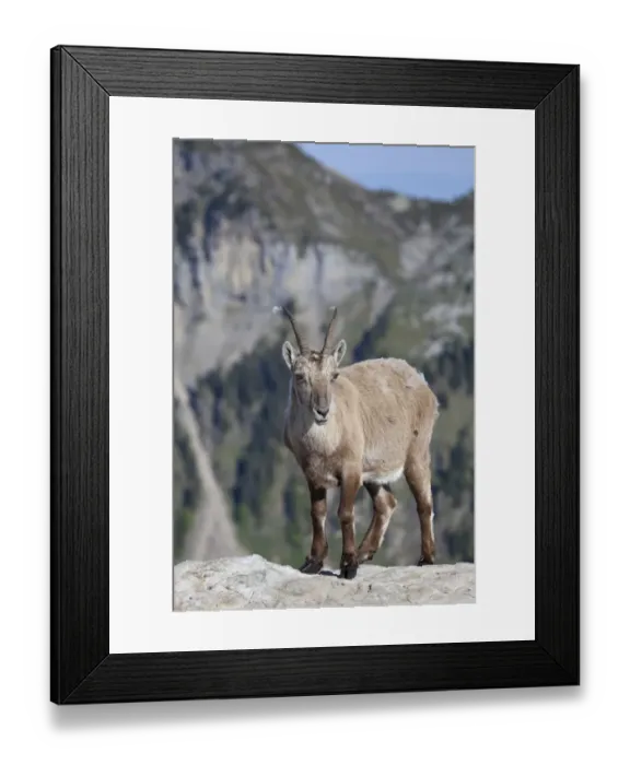 Framed Print : Alpine Ibex (Capra ibex) adult female, standing on rock, Niederhorn, Swiss Alps, Bernese Oberland, Switzerland, june Framed Print : Alpine Ibex (Capra ibex) adult female, standing on rock, Niederhorn, Swiss Alps, Bernese Oberland, Switzerland, june