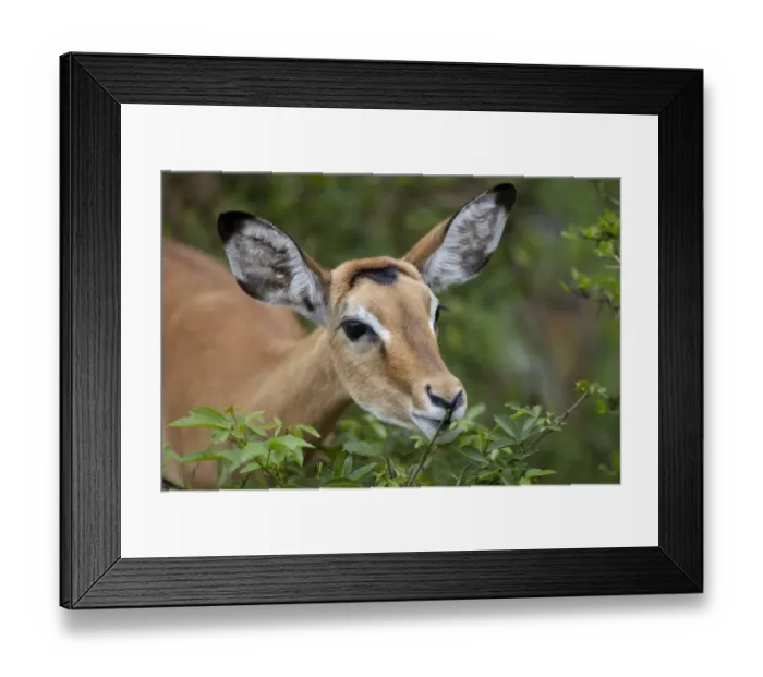 Framed Print : Impala (Aepyceros melampus) adult female, close-up of head, feeding on tree leaves, Lake Mburo N. P. Kiruhura District, Uganda Framed Print : Impala (Aepyceros melampus) adult female, close-up of head, feeding on tree leaves, Lake Mburo N. P. Kiruhura District, Uganda