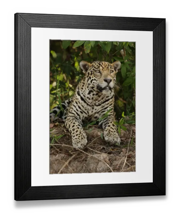 Framed Print : Jaguar (Panthera onca) adult male, resting, Porto Jofre, Mato Grosso, Brazil, september
