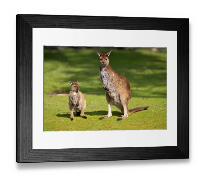 Framed Print : Kangaroo Island Kangaroo (Macropus fuliginosus fuliginosus) adult female with young, standing on short grass, Kangaroo Island, South Australia, Australia Framed Print : Kangaroo Island Kangaroo (Macropus fuliginosus fuliginosus) adult female with young, standing on short grass, Kangaroo Island, South Australia, Australia