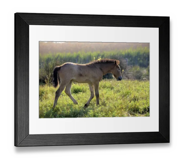 Framed Print : Camargue Horse, foal, walking at edge of wetland, backlit, Saintes Marie de la Mer, Camargue, Bouches du Rhone, France Framed Print : Camargue Horse, foal, walking at edge of wetland, backlit, Saintes Marie de la Mer, Camargue, Bouches du Rhone, France