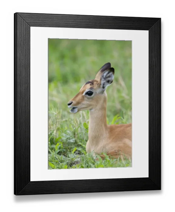 Framed Print : Impala (Aepyceros melampus) calf, close-up of head and neck, resting in grass, Okavango Delta, Botswana