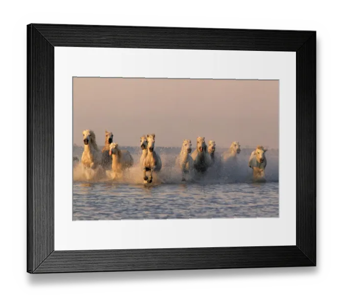 Framed Print : Camargue Horse, herd, running in water at sunset, Saintes Marie de la Mer, Camargue, Bouches du Rhone, France Framed Print : Camargue Horse, herd, running in water at sunset, Saintes Marie de la Mer, Camargue, Bouches du Rhone, France
