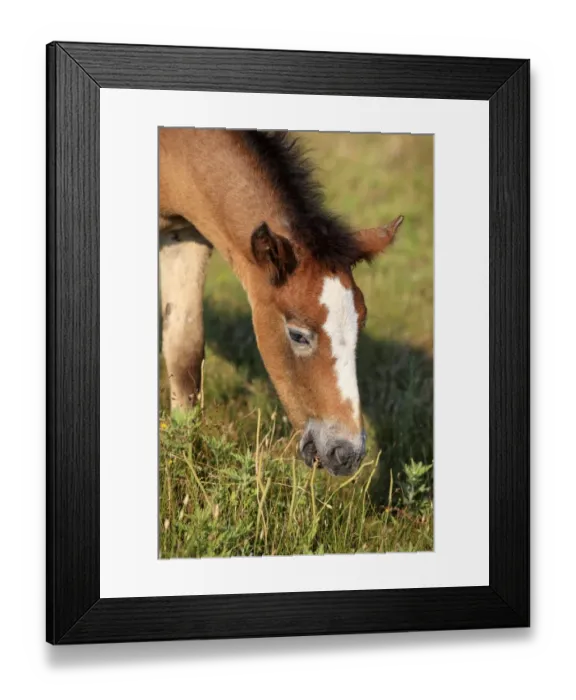Framed Print : Camargue Horse, foal, grazing, close-up of head, Saintes Marie de la Mer, Camargue, Bouches du Rhone, France Framed Print : Camargue Horse, foal, grazing, close-up of head, Saintes Marie de la Mer, Camargue, Bouches du Rhone, France
