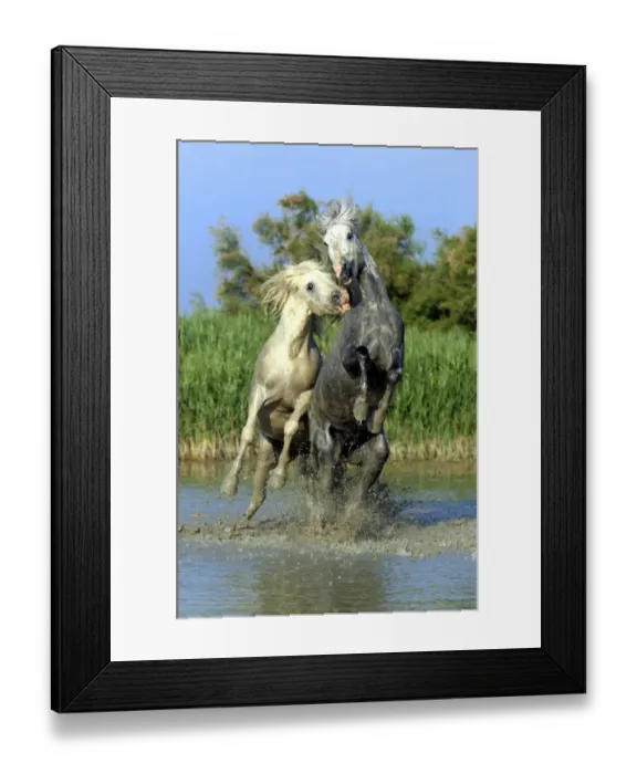 Framed Print : Camargue Horse, two stallions, fighting in water, Saintes Marie de la Mer, Camargue, Bouches du Rhone, France