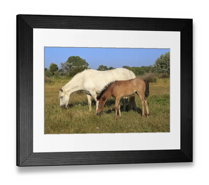 Framed Print : Camargue Horse, mare and foal, grazing on grass, Saintes Marie de la Mer, Camargue, Bouches du Rhone, France Framed Print : Camargue Horse, mare and foal, grazing on grass, Saintes Marie de la Mer, Camargue, Bouches du Rhone, France