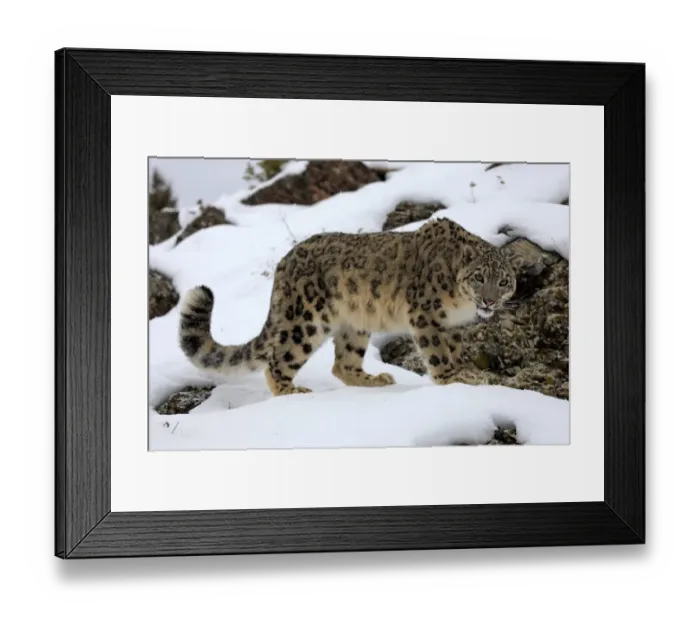 Framed Print : Snow Leopard (Panthera uncia) adult, standing in snow, winter (captive) Framed Print : Snow Leopard (Panthera uncia) adult, standing in snow, winter (captive)