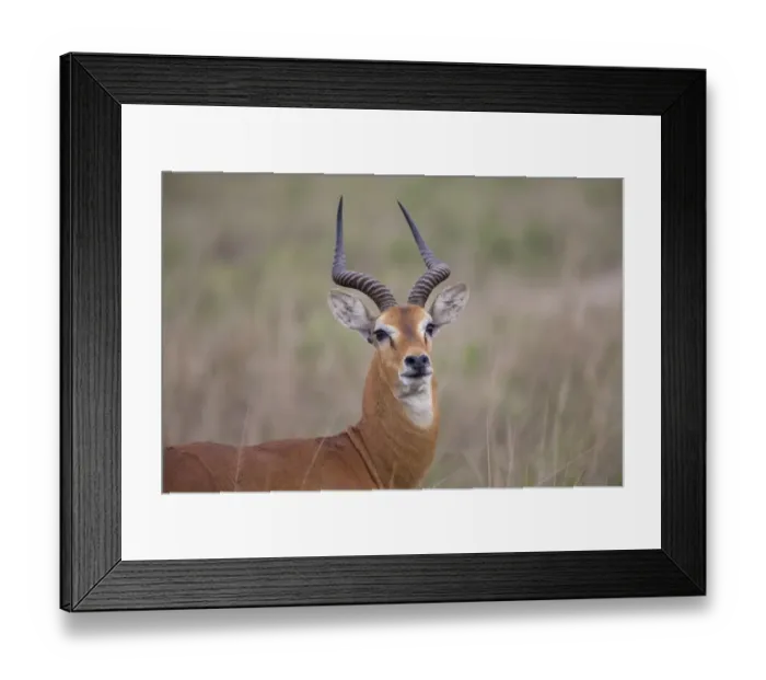 Framed Print : Kob (Kobus kob) adult male, close-up of head and neck, Queen Elizabeth N. P. Uganda