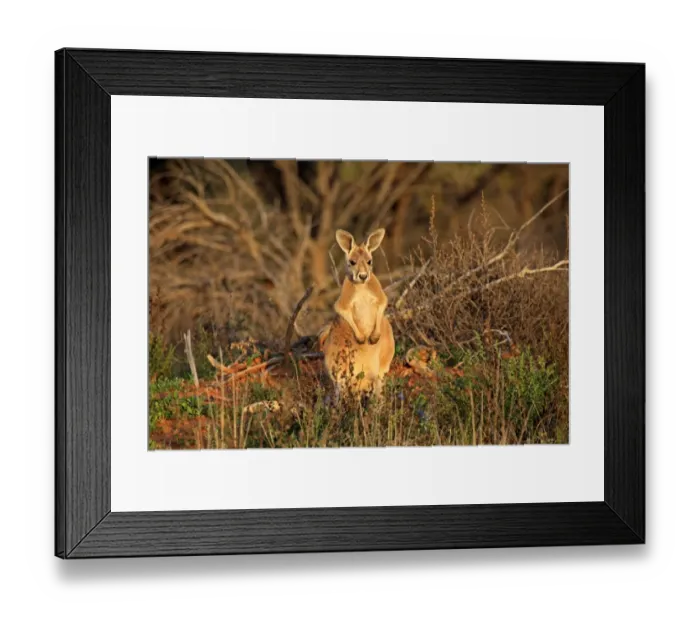 Framed Print : Red Kangaroo (Macropus rufus) young, standing amongst vegetation, Sturt N. P. New South Wales, Australia Framed Print : Red Kangaroo (Macropus rufus) young, standing amongst vegetation, Sturt N. P. New South Wales, Australia