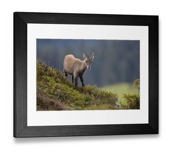 Framed Print : Alpine Ibex (Capra ibex) young, standing on slope, Niederhorn, Swiss Alps, Bernese Oberland, Switzerland, august Framed Print : Alpine Ibex (Capra ibex) young, standing on slope, Niederhorn, Swiss Alps, Bernese Oberland, Switzerland, august