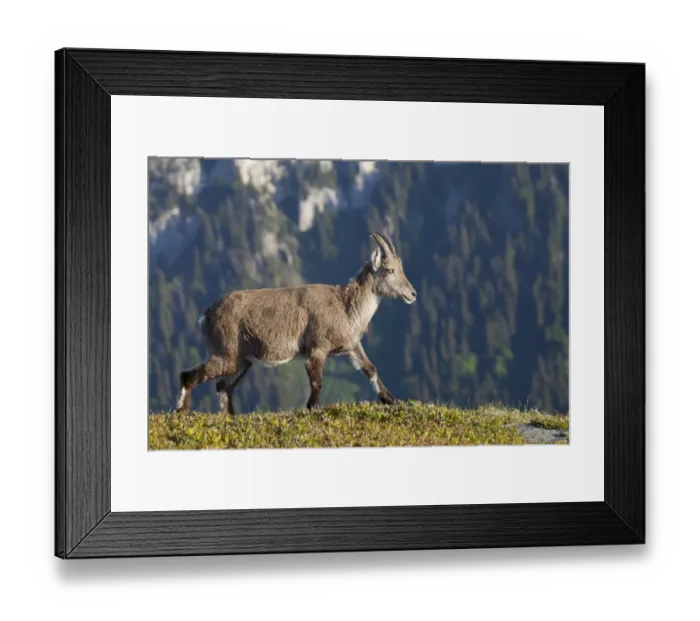 Framed Print : Alpine Ibex (Capra ibex) adult female, walking in alpine meadow, Niederhorn, Swiss Alps, Bernese Oberland, Switzerland, may Framed Print : Alpine Ibex (Capra ibex) adult female, walking in alpine meadow, Niederhorn, Swiss Alps, Bernese Oberland, Switzerland, may