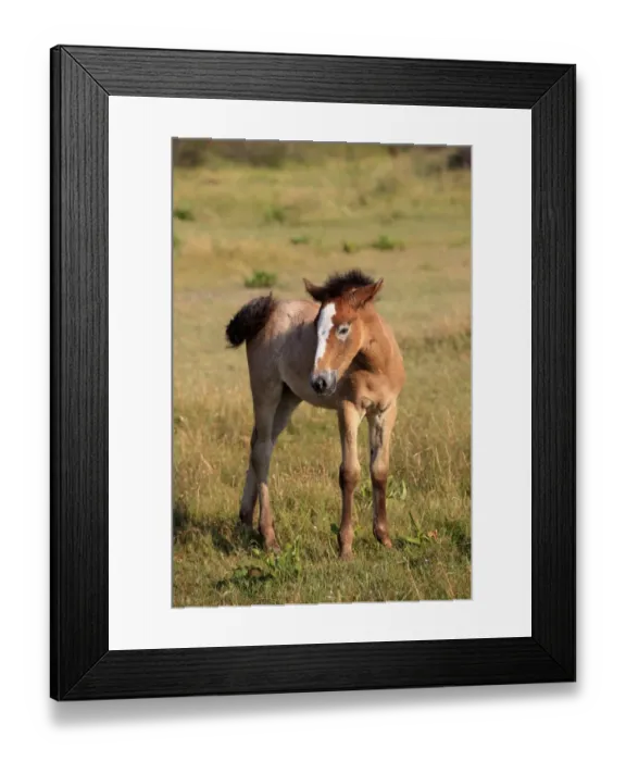 Framed Print : Camargue Horse, foal, standing on grass, Saintes Marie de la Mer, Camargue, Bouches du Rhone, France Framed Print : Camargue Horse, foal, standing on grass, Saintes Marie de la Mer, Camargue, Bouches du Rhone, France