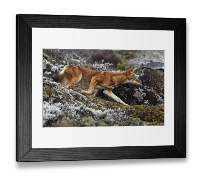 Framed Print : Ethiopian Wolf (Canis simensis) adult, running, hunting prey on afro-alpine moorland, Bale Mountains, Oromia, Ethiopia Framed Print : Ethiopian Wolf (Canis simensis) adult, running, hunting prey on afro-alpine moorland, Bale Mountains, Oromia, Ethiopia