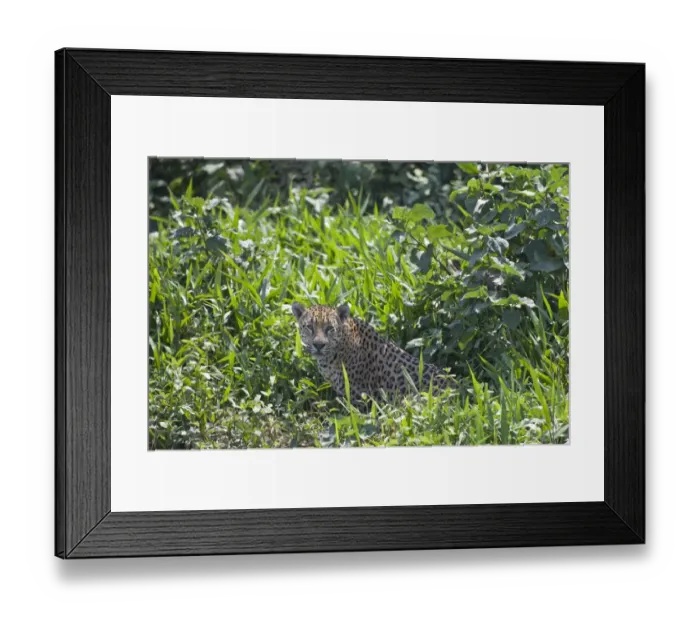Framed Print : Jaguar (Panthera onca) adult, sitting in vegetation, Taiama, Pantanal, Mato Grosso, Brazil