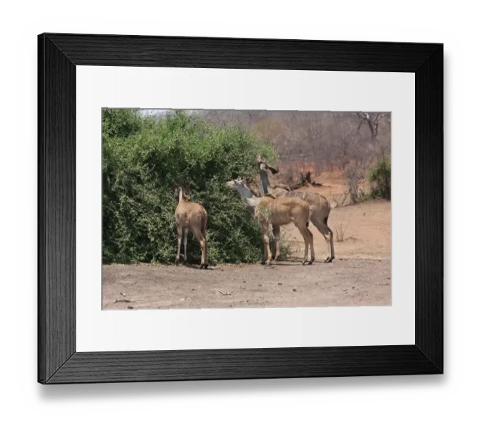 Framed Print : Greater Kudu (Tragelaphus strepsiceros) adult female, immature male and immature female, feeding, browsing on bush, Chobe N. P. Botswana Framed Print : Greater Kudu (Tragelaphus strepsiceros) adult female, immature male and immature female, feeding, browsing on bush, Chobe N. P. Botswana