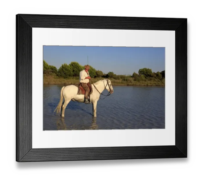 Framed Print : Camargue Horse, stallion, with mounted gardian, standing in wetland habitat, Saintes Marie de la Mer, Camargue, Bouches du Rhone, France Framed Print : Camargue Horse, stallion, with mounted gardian, standing in wetland habitat, Saintes Marie de la Mer, Camargue, Bouches du Rhone, France