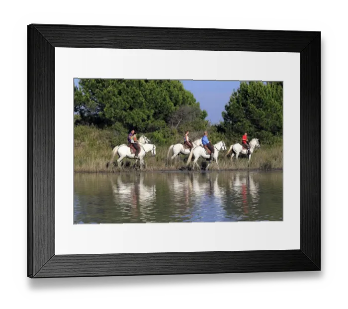 Framed Print : Camargue Horse, five adults, with mounted gardians, walking in wetland habitat, Saintes Marie de la Mer, Camargue, Bouches du Rhone, France Framed Print : Camargue Horse, five adults, with mounted gardians, walking in wetland habitat, Saintes Marie de la Mer, Camargue, Bouches du Rhone, France