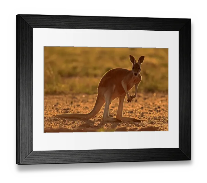 Framed Print : Red Kangaroo (Macropus rufus) adult, backlit, standing on bare ground, Sturt N. P. New South Wales, Australia Framed Print : Red Kangaroo (Macropus rufus) adult, backlit, standing on bare ground, Sturt N. P. New South Wales, Australia