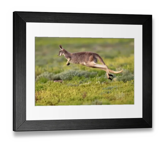 Framed Print : Red Kangaroo (Macropus rufus) adult, jumping over low vegetation, Sturt N. P. New South Wales, Australia