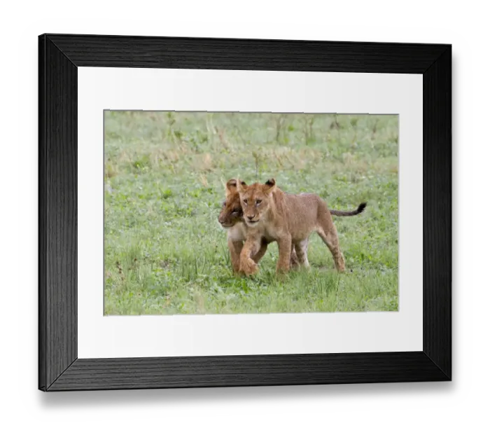 Framed Print : Lion (Panthera leo) two cubs, walking side by side, Savute, Chobe N. P. Botswana Framed Print : Lion (Panthera leo) two cubs, walking side by side, Savute, Chobe N. P. Botswana