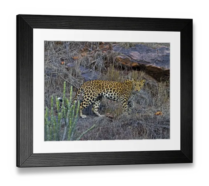 Framed Print : Indian Leopard (Panthera pardus fusca) adult, walking on rocky cliff, Ranthambhore, Rajasthan, India, january Framed Print : Indian Leopard (Panthera pardus fusca) adult, walking on rocky cliff, Ranthambhore, Rajasthan, India, january