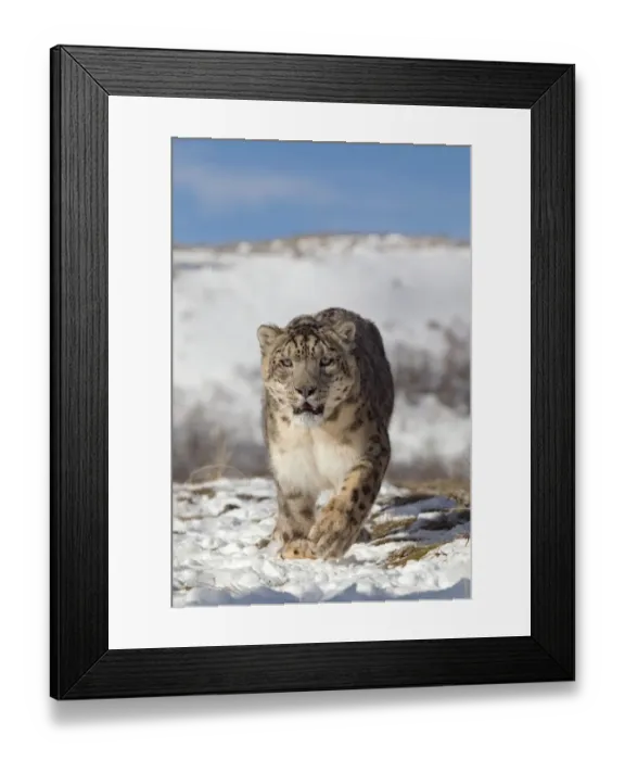 Framed Print : Snow Leopard (Panthera uncia) adult, walking in snow, winter (captive) Framed Print : Snow Leopard (Panthera uncia) adult, walking in snow, winter (captive)