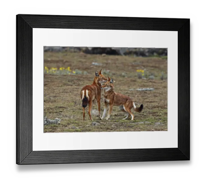 Framed Print : Ethiopian Wolf (Canis simensis) adult pair, greeting each other, Bale Mountains, Oromia, Ethiopia Framed Print : Ethiopian Wolf (Canis simensis) adult pair, greeting each other, Bale Mountains, Oromia, Ethiopia